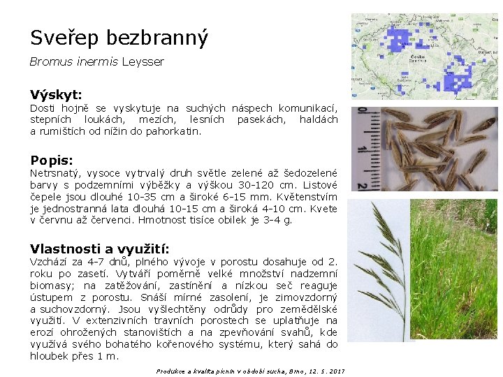 Sveřep bezbranný Bromus inermis Leysser Výskyt: Dosti hojně se vyskytuje na suchých náspech komunikací,