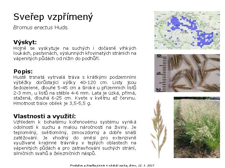 Sveřep vzpřímený Bromus erectus Huds. Výskyt: Hojně se vyskytuje na suchých i dočasně vlhkých