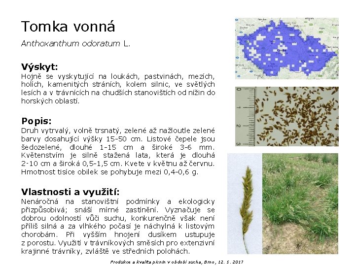 Tomka vonná Anthoxanthum odoratum L. Výskyt: Hojně se vyskytující na loukách, pastvinách, mezích, holích,