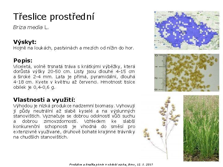 Třeslice prostřední Briza media L. Výskyt: Hojně na loukách, pastvinách a mezích od nížin