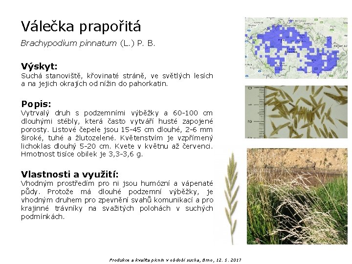 Válečka prapořitá Brachypodium pinnatum (L. ) P. B. Výskyt: Suchá stanoviště, křovinaté stráně, ve