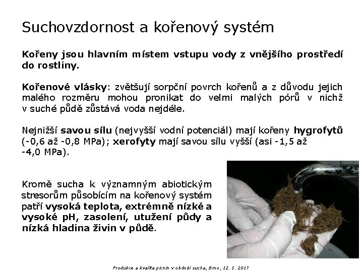 Suchovzdornost a kořenový systém Kořeny jsou hlavním místem vstupu vody z vnějšího prostředí do