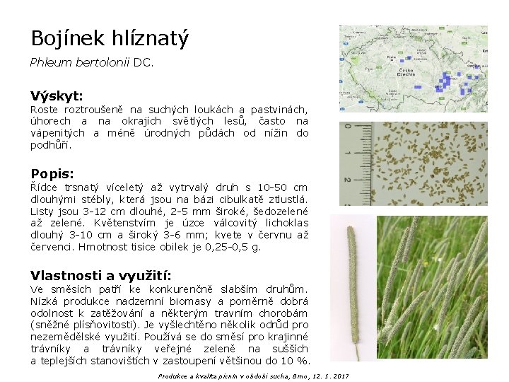 Bojínek hlíznatý Phleum bertolonii DC. Výskyt: Roste roztroušeně na suchých loukách a pastvinách, úhorech
