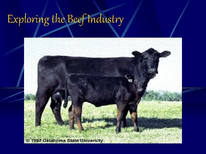 Exploring the Beef Industry 