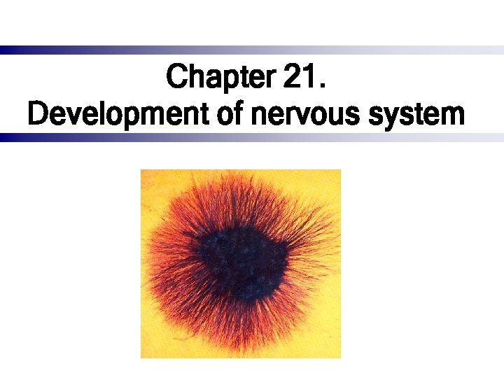 Chapter 21. Development of nervous system 