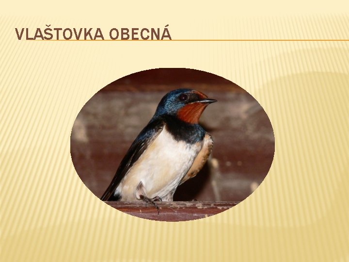 VLAŠTOVKA OBECNÁ 