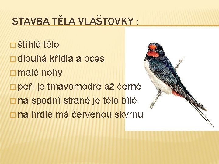 STAVBA TĚLA VLAŠTOVKY : � štíhlé tělo � dlouhá křídla a ocas � malé
