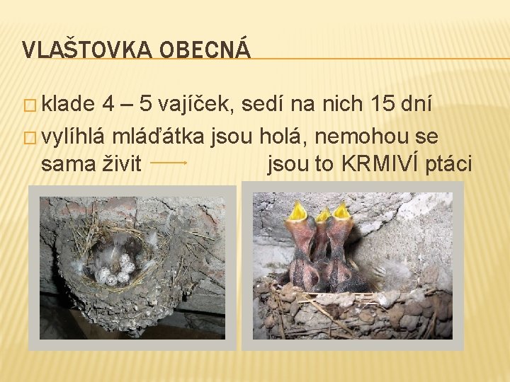 VLAŠTOVKA OBECNÁ � klade 4 – 5 vajíček, sedí na nich 15 dní �