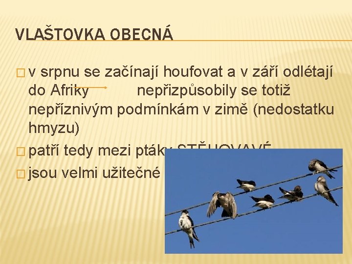 VLAŠTOVKA OBECNÁ �v srpnu se začínají houfovat a v září odlétají do Afriky nepřizpůsobily