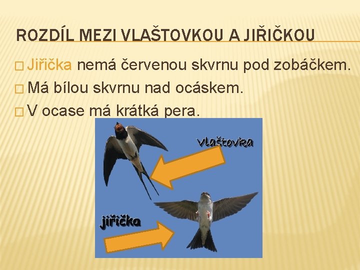 ROZDÍL MEZI VLAŠTOVKOU A JIŘIČKOU � Jiřička nemá červenou skvrnu pod zobáčkem. � Má