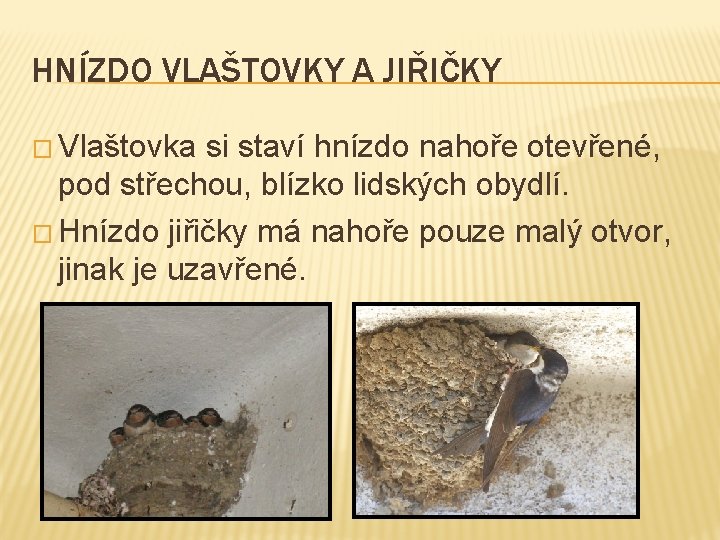 HNÍZDO VLAŠTOVKY A JIŘIČKY � Vlaštovka si staví hnízdo nahoře otevřené, pod střechou, blízko