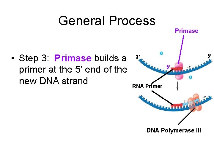 General Process • Step 3: Primase builds a primer at the 5’ end of