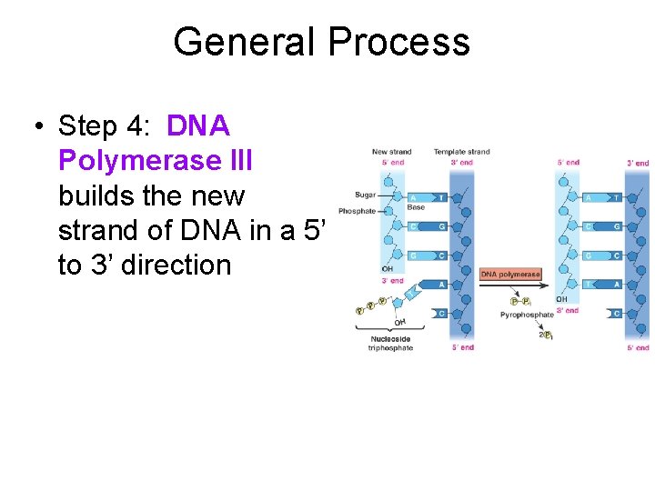 General Process • Step 4: DNA Polymerase III builds the new strand of DNA