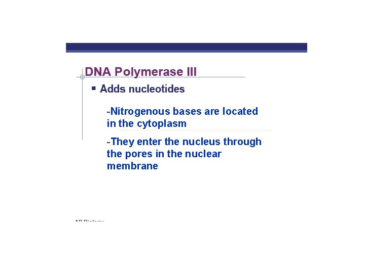-Nitrogenous bases are located in the cytoplasm -They enter the nucleus through the pores