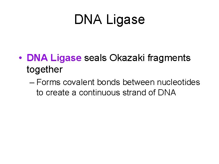 DNA Ligase • DNA Ligase seals Okazaki fragments together – Forms covalent bonds between