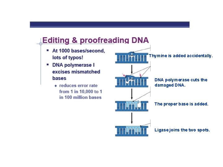 Thymine is added accidentally. DNA polymerase cuts the damaged DNA. The proper base is