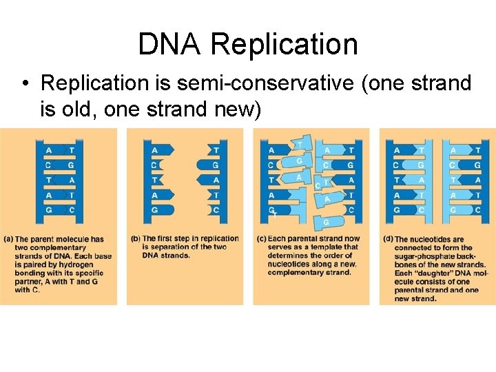 DNA Replication • Replication is semi-conservative (one strand is old, one strand new) 
