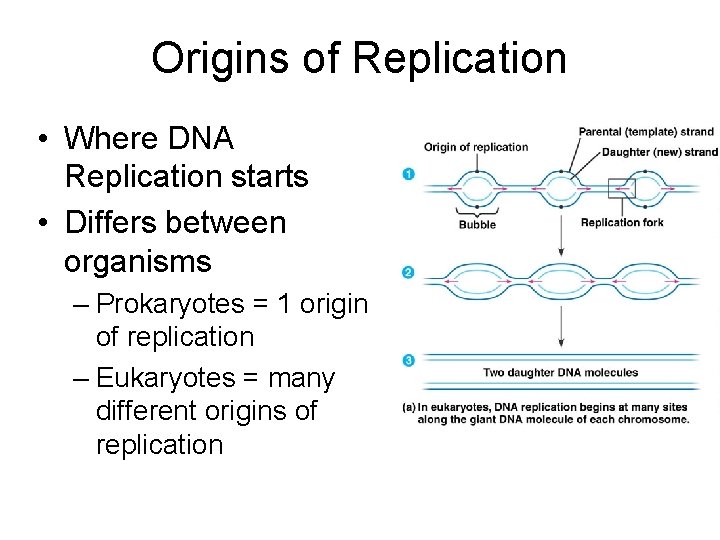 Origins of Replication • Where DNA Replication starts • Differs between organisms – Prokaryotes