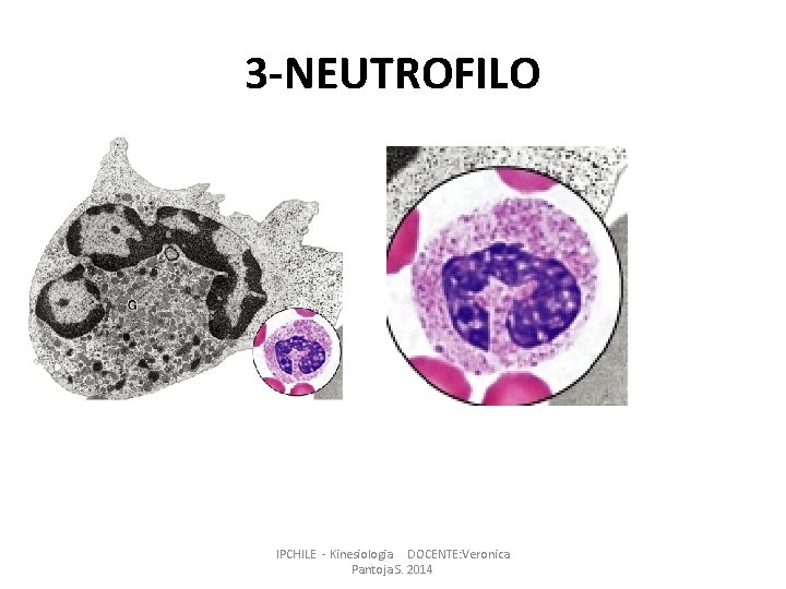 3 -NEUTROFILO IPCHILE - Kinesiologia DOCENTE: Veronica Pantoja S. 2014 3 -NEUTROFILO IPCHILE - Kinesiologia DOCENTE: Veronica Pantoja S. 2014