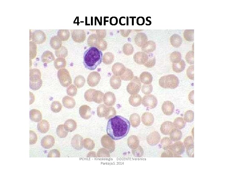4 -LINFOCITOS IPCHILE - Kinesiologia DOCENTE: Veronica Pantoja S. 2014 4 -LINFOCITOS IPCHILE - Kinesiologia DOCENTE: Veronica Pantoja S. 2014