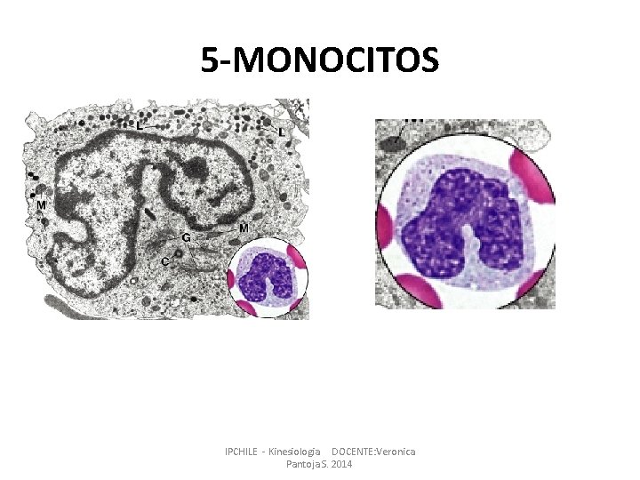 5 -MONOCITOS IPCHILE - Kinesiologia DOCENTE: Veronica Pantoja S. 2014 5 -MONOCITOS IPCHILE - Kinesiologia DOCENTE: Veronica Pantoja S. 2014