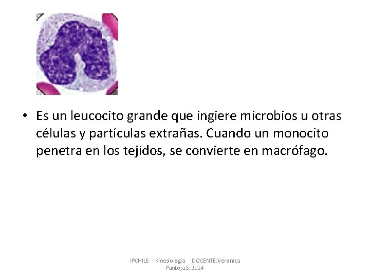 • Es un leucocito grande que ingiere microbios u otras células y partículas • Es un leucocito grande que ingiere microbios u otras células y partículas