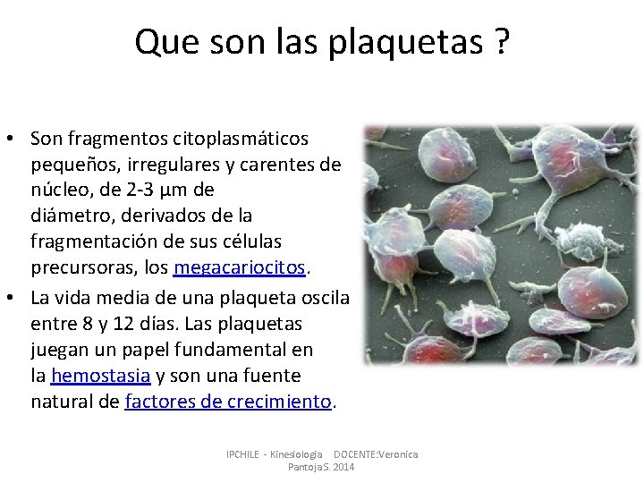 Que son las plaquetas ? • Son fragmentos citoplasmáticos pequeños, irregulares y carentes de Que son las plaquetas ? • Son fragmentos citoplasmáticos pequeños, irregulares y carentes de