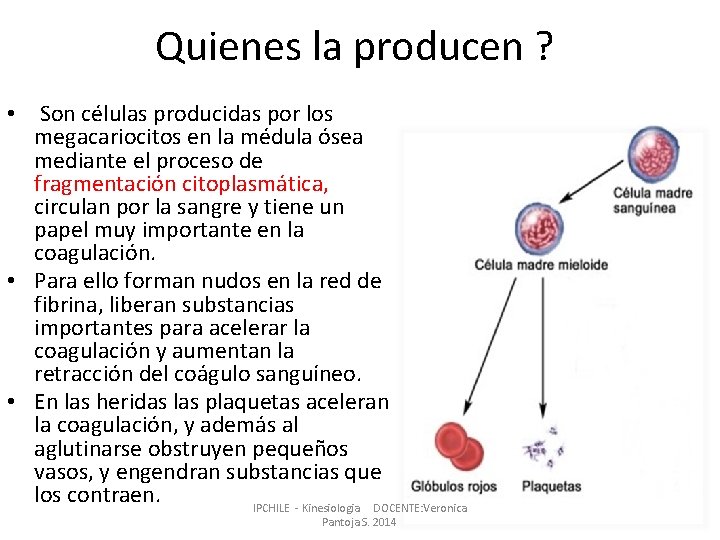 Quienes la producen ? • Son células producidas por los megacariocitos en la médula Quienes la producen ? • Son células producidas por los megacariocitos en la médula