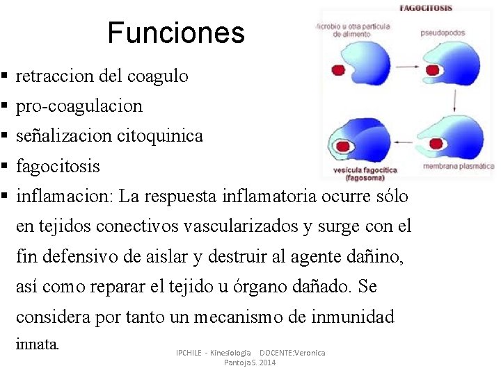 Funciones § retraccion del coagulo § pro-coagulacion § señalizacion citoquinica § fagocitosis § inflamacion: Funciones § retraccion del coagulo § pro-coagulacion § señalizacion citoquinica § fagocitosis § inflamacion:
