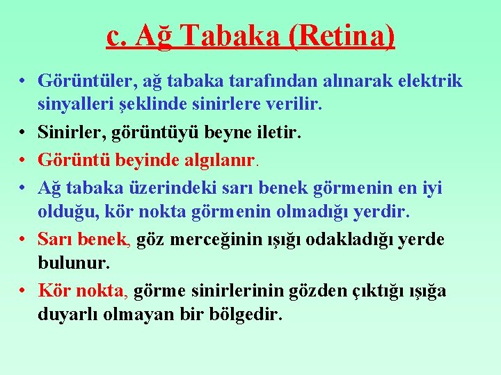 c. Ağ Tabaka (Retina) • Görüntüler, ağ tabaka tarafından alınarak elektrik sinyalleri şeklinde sinirlere