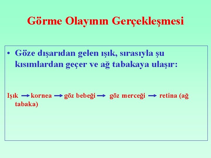 Görme Olayının Gerçekleşmesi • Göze dışarıdan gelen ışık, sırasıyla şu kısımlardan geçer ve ağ