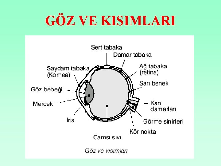 GÖZ VE KISIMLARI 