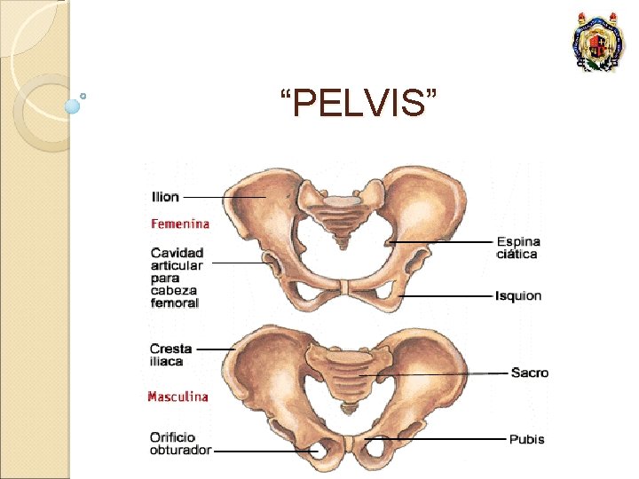 “PELVIS” 