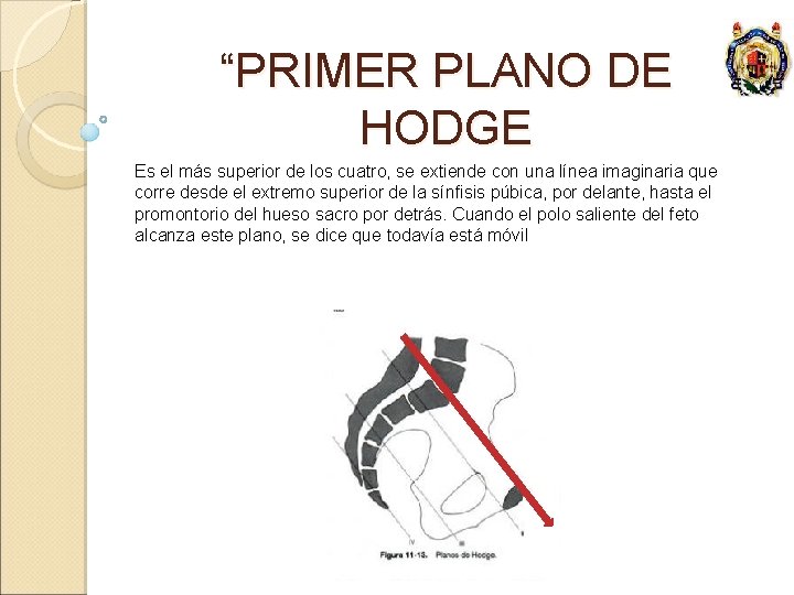 “PRIMER PLANO DE HODGE Es el más superior de los cuatro, se extiende con