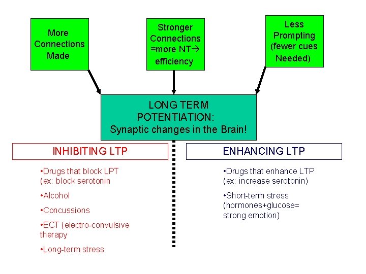 Less Prompting (fewer cues Needed) Stronger Connections =more NT efficiency More Connections Made LONG