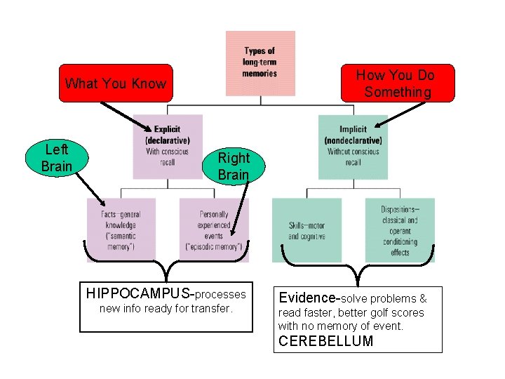 How You Do Something What You Know Left Brain Right Brain HIPPOCAMPUS-processes new info