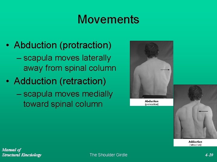 Movements • Abduction (protraction) – scapula moves laterally away from spinal column • Adduction