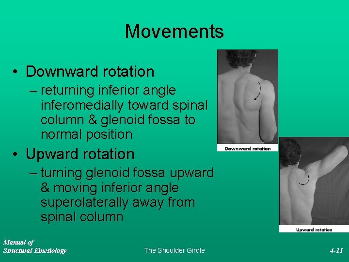 Movements • Downward rotation – returning inferior angle inferomedially toward spinal column & glenoid
