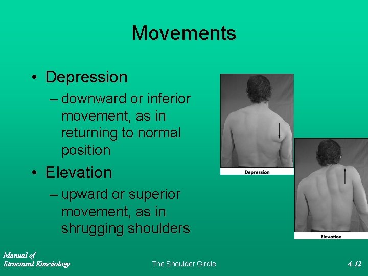 Movements • Depression – downward or inferior movement, as in returning to normal position