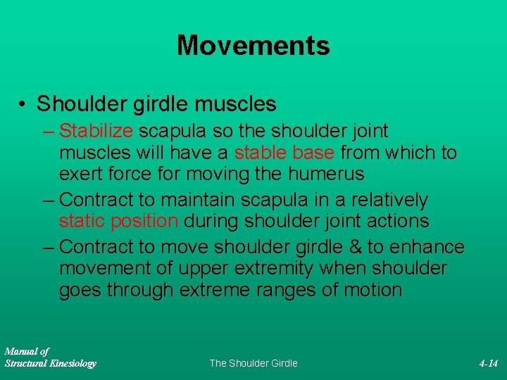 Movements • Shoulder girdle muscles – Stabilize scapula so the shoulder joint muscles will