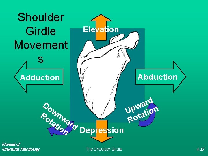 Shoulder Girdle Movement s Elevation A b d u c ti o n Adduction