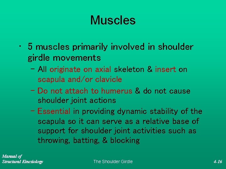 Muscles • 5 muscles primarily involved in shoulder girdle movements – All originate on