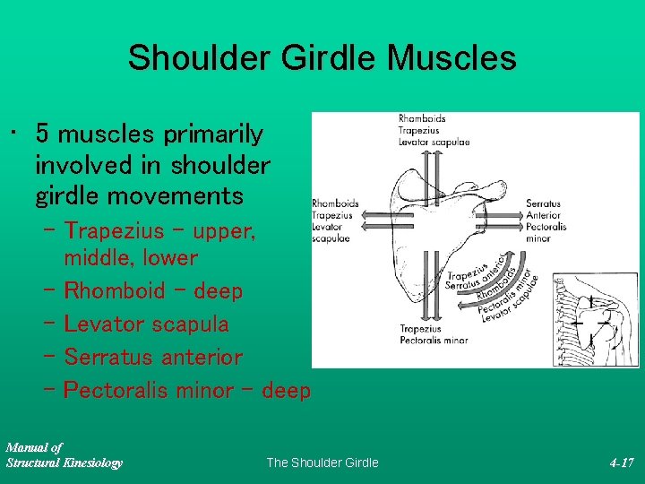 Shoulder Girdle Muscles • 5 muscles primarily involved in shoulder girdle movements – Trapezius