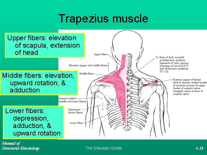 Trapezius muscle Upper fibers: elevation of scapula, extension of head Middle fibers: elevation, upward