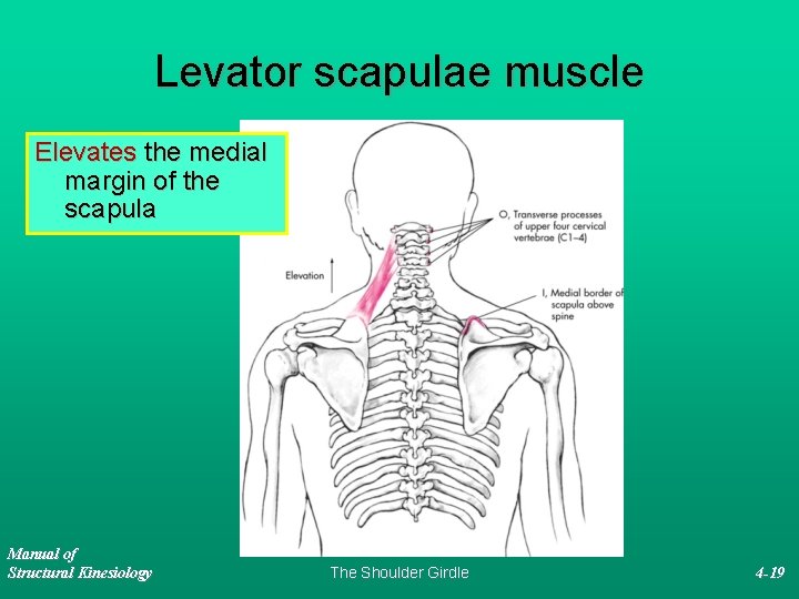 Levator scapulae muscle Elevates the medial margin of the scapula Manual of Structural Kinesiology