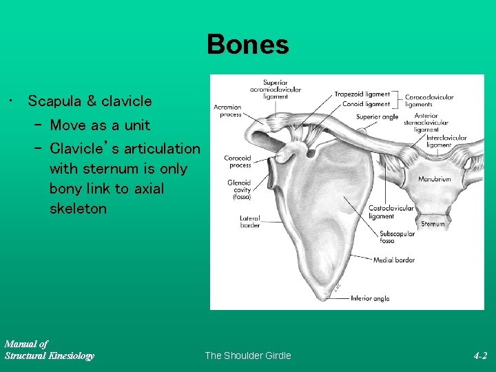 Bones • Scapula & clavicle – Move as a unit – Clavicle’s articulation with