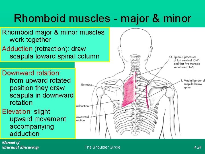 Rhomboid muscles - major & minor Rhomboid major & minor muscles work together Adduction