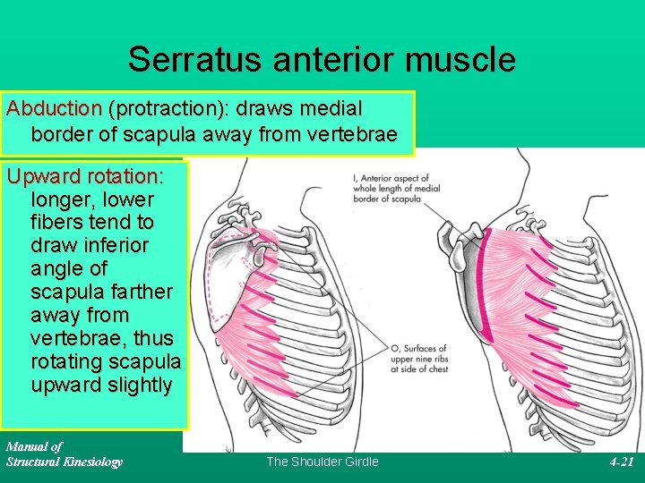 Serratus anterior muscle Abduction (protraction): draws medial border of scapula away from vertebrae Upward