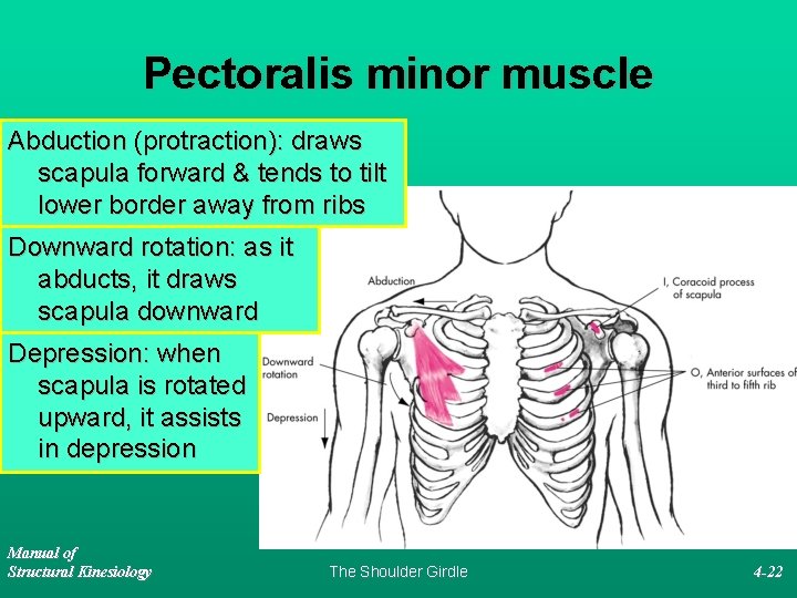 Pectoralis minor muscle Abduction (protraction): draws scapula forward & tends to tilt lower border