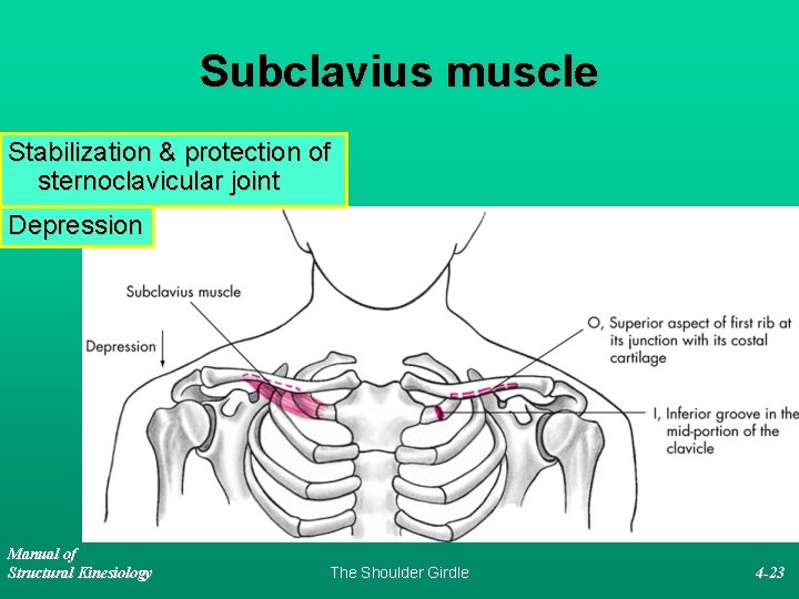 Subclavius muscle Stabilization & protection of sternoclavicular joint Depression Manual of Structural Kinesiology The